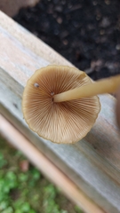 Pluteus chrysophlebius