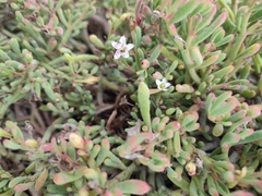 Sesuvium edmonstonei