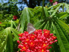 Eurema daira eugenia