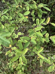 Lonicera morrowii