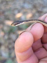 Thamnophis saurita saurita