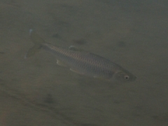 Cyprinella spiloptera