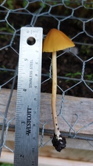 Pluteus chrysophlebius