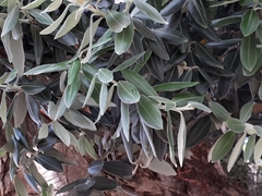 Metrosideros tomentosa