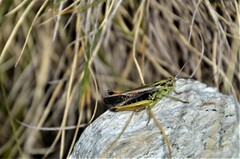 Omocestus viridulus