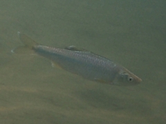 Cyprinella spiloptera