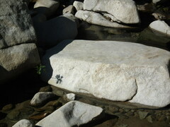 Pterocarya stenoptera