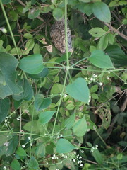 Rubia ovatifolia