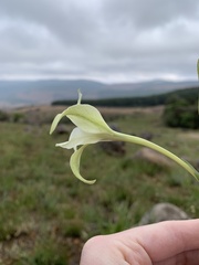 Gladiolus longicollis