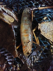 Gobiomorphus huttoni