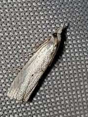 Microcrambus