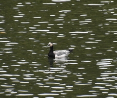 Branta leucopsis