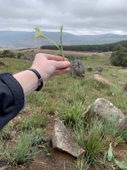 Gladiolus longicollis