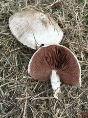 Agaricus