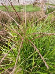 Miscanthus sinensis