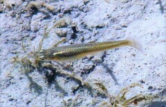 Gambusia affinis