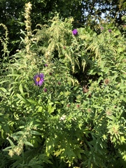 Symphyotrichum novae-angliae