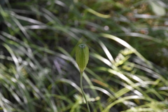 Lilium