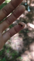 Camponotus americanus