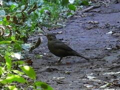 Turdus merula merula