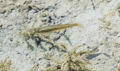 Gambusia affinis