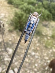 Leprus