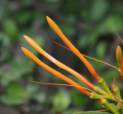 Psittacanthus schiedeanus
