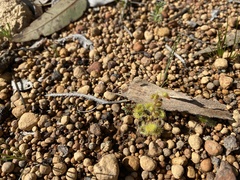 Drosera glanduligera