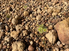 Drosera glanduligera