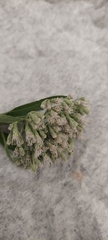 Eupatorium serotinum