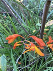 Crocosmia