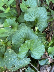 Viola
