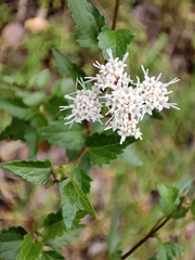Ageratina glechonophylla