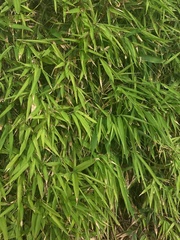Bambusa vulgaris