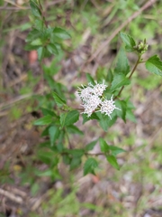 Ageratina glechonophylla