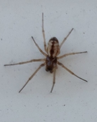 Neriene peltata