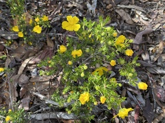 Hibbertia hypericoides