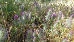 Trifolium purpureum