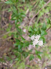 Ageratina glechonophylla