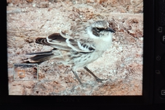 Mimus parvulus
