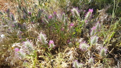 Trifolium purpureum