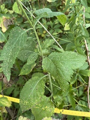 Verbena urticifolia