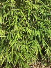 Bambusa vulgaris