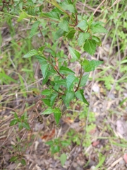 Ageratina glechonophylla
