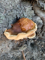 Ganoderma