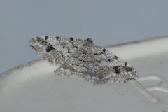 Macaria pinistrobata