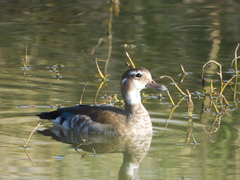 Callonetta leucophrys