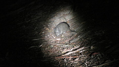 Potorous tridactylus