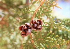 Cupressus lusitanica