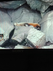 Arctocephalus galapagoensis